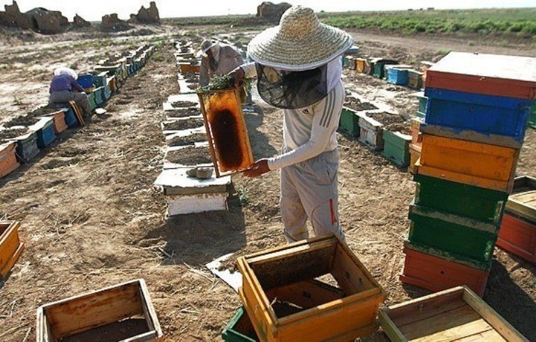 از هفته دوم مهرماه؛  سرشماری زنبورستان‌های گیلان آغاز می شود